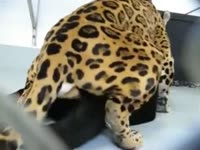 Zoo porn with horny tiger